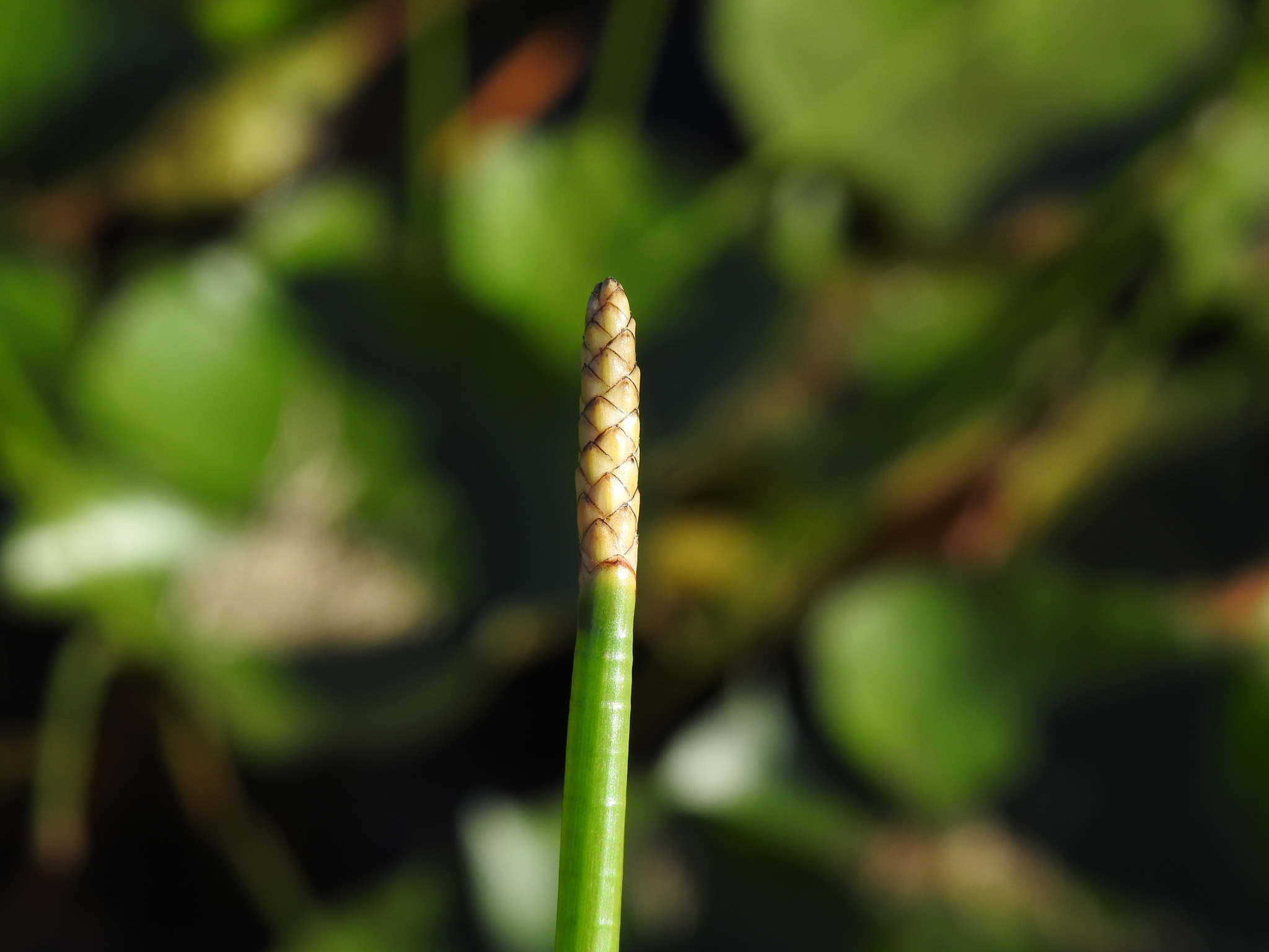 (c) Scott W. Gavins, certains droits réservés (CC BY-NC) https://www.inaturalist.org/observations/105489593