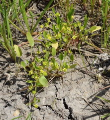 Ranunculus lateriflorus