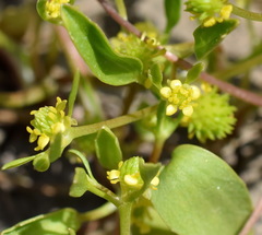 Ranunculus lateriflorus