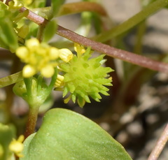 Ranunculus lateriflorus
