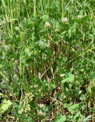 Trifolium angulatum