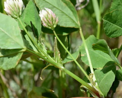Trifolium angulatum