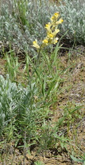 Linaria macroura