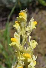 Linaria macroura