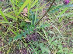 Cirsium japonicum
