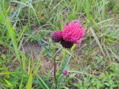 Cirsium japonicum