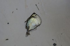 Gasteropelecus sternicla