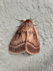 Phyllalia thunbergii