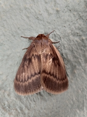 Phyllalia thunbergii