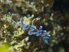 Phyllodesmium macphersonae