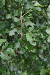 Ochna inermis