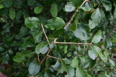 Ochna inermis