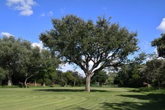 Sclerocarya birrea caffra