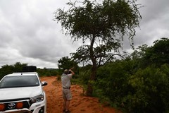 Securidaca longepedunculata