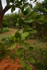 Securidaca longepedunculata