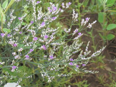 Limonium sareptanum