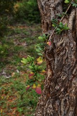 Securidaca longepedunculata