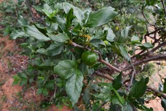 Vangueria madagascariensis