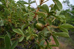 Vitex rehmannii