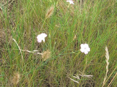 Dianthus pallens