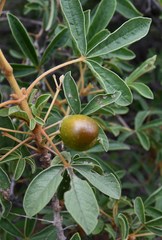 Vitex rehmannii