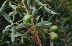 Vitex rehmannii