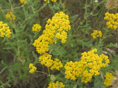 Achillea leptophylla