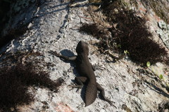 Uracentron flaviceps