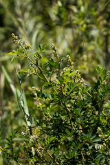Tephrosia glomeruliflora glomeruliflora