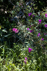 Tephrosia grandiflora