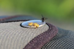 Protopolybia amarella