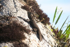 Uracentron flaviceps