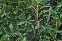 Vitex rehmannii