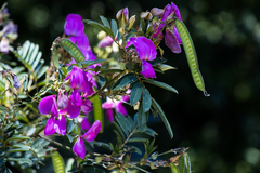 Tephrosia grandiflora