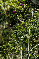 Tephrosia grandiflora