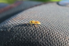 Protopolybia amarella