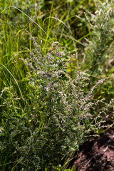 Tephrosia polystachya