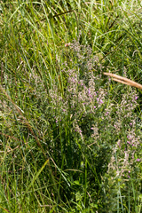 Tephrosia polystachya