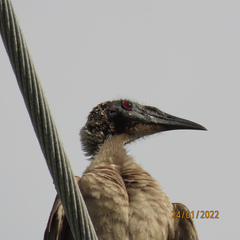 Philemon buceroides yorki