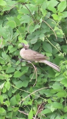 Philemon buceroides yorki