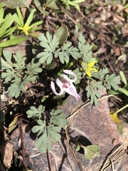 Dicentra uniflora