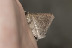 Ericeia subcinerea