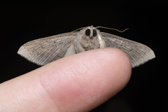 Ericeia subcinerea
