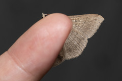 Ericeia subcinerea