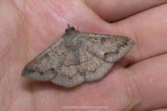 Ericeia subcinerea