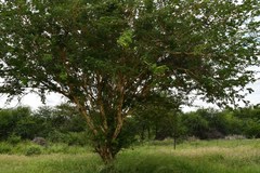 Senegalia erubescens
