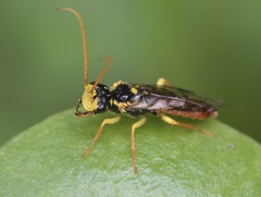 Onycholyda sitkensis