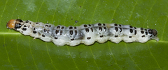 Parotis marginata