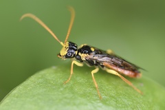 Onycholyda sitkensis