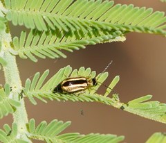 Monolepta subsuturalis